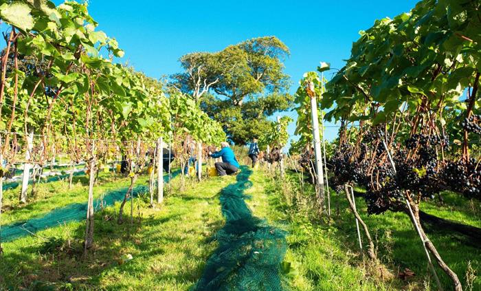 Volunteers join us every year to help harvest the grapes that go on to make our Award Winning Welsh Wine.
